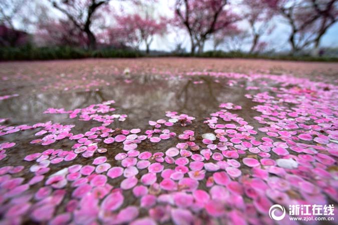 3月5日，惊蛰。一夜风雨，杭州后孤山梅园满地落梅。