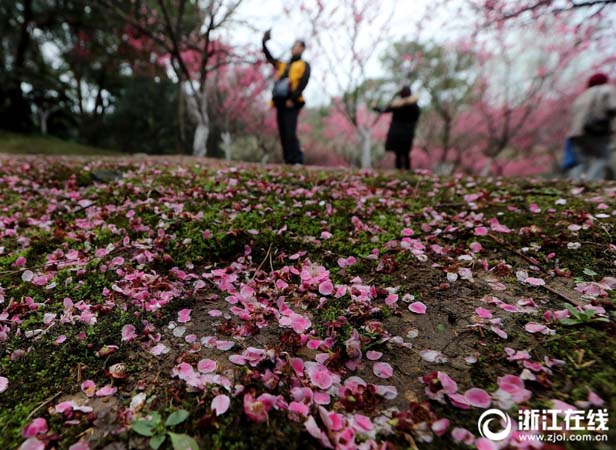 3月5日，杭州西湖孤山景区梅园里，花瓣飘落满地。