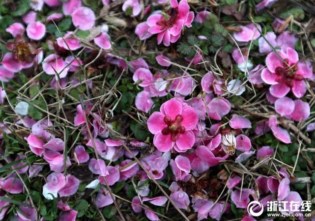 3月5日，杭州西湖孤山景区梅园里，花瓣飘落满地。