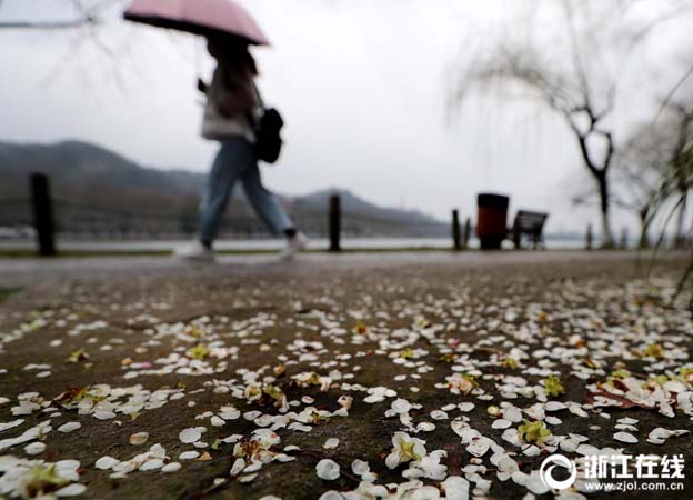 3月5日，杭州西湖孤山景区梅园里，花瓣飘落满地。