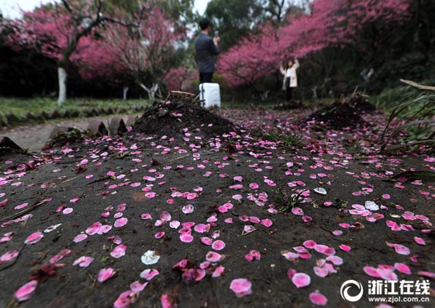 3月5日，杭州西湖孤山景区梅园里，花瓣飘落满地。